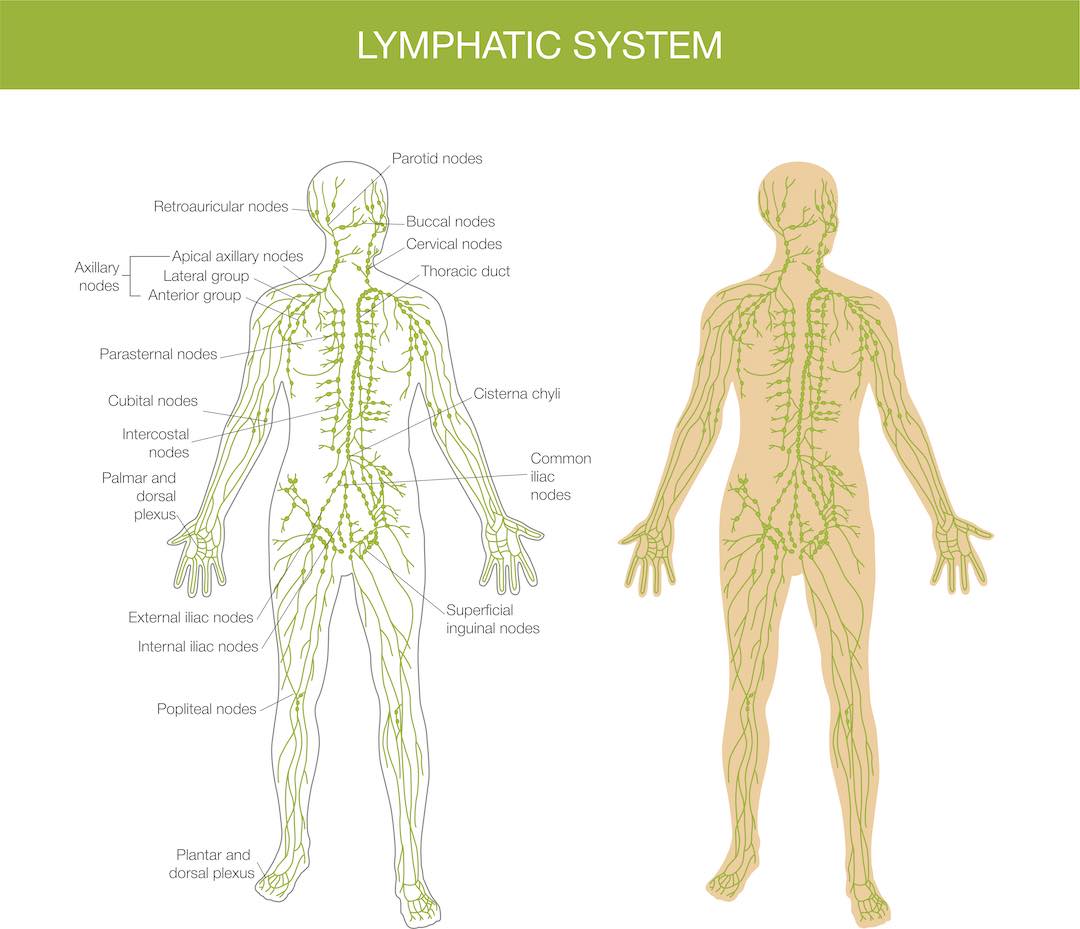 Understanding our lymphatic system and how it works - Oriental Remedies