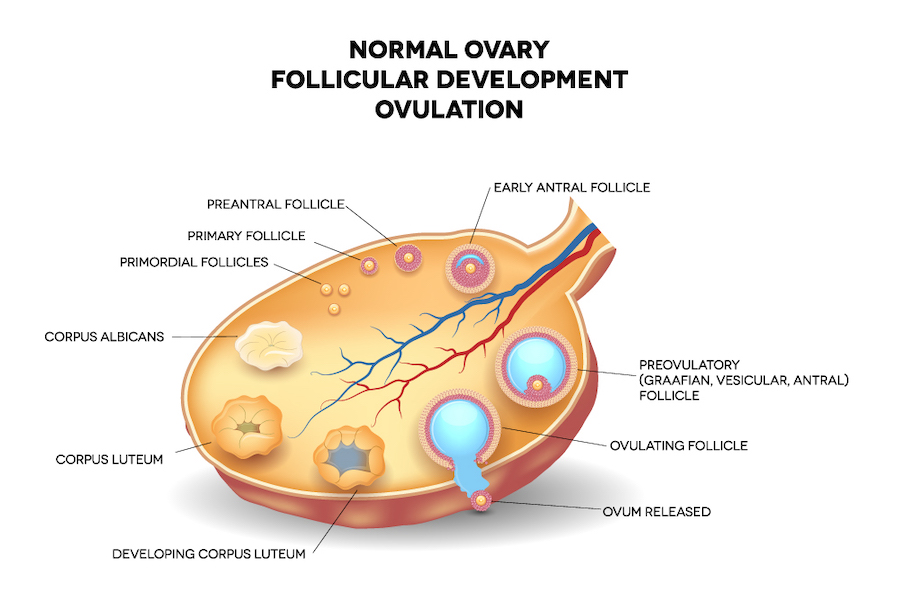 Ovulation Process During IVF | Oriental Remedies Group