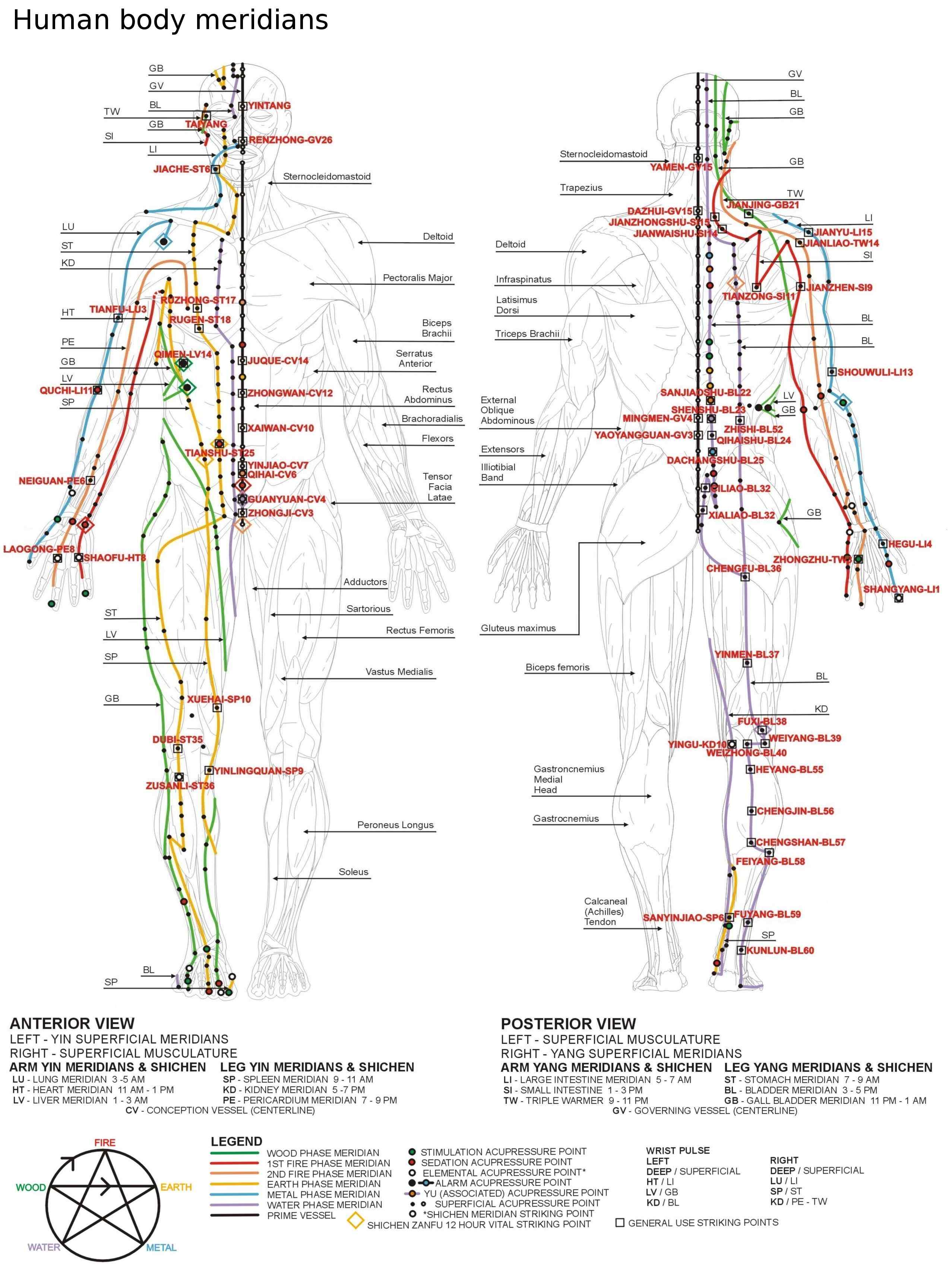 Human Body Meridians | Oriental Remedies