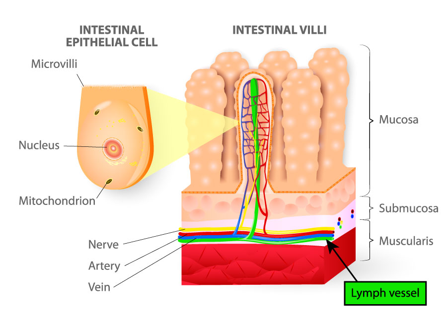 The Link Between Lymphatic System And Digestion | Oriental Remedies