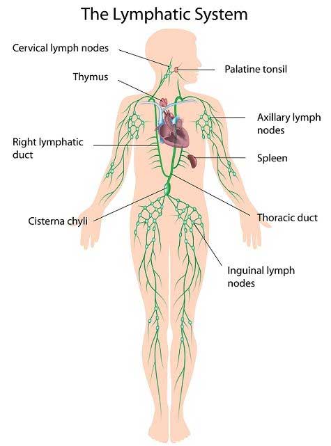 San Jiao And Lymphatic system | Oriental Remedies