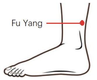Fu Yang Acupoint | Oriental Remedies