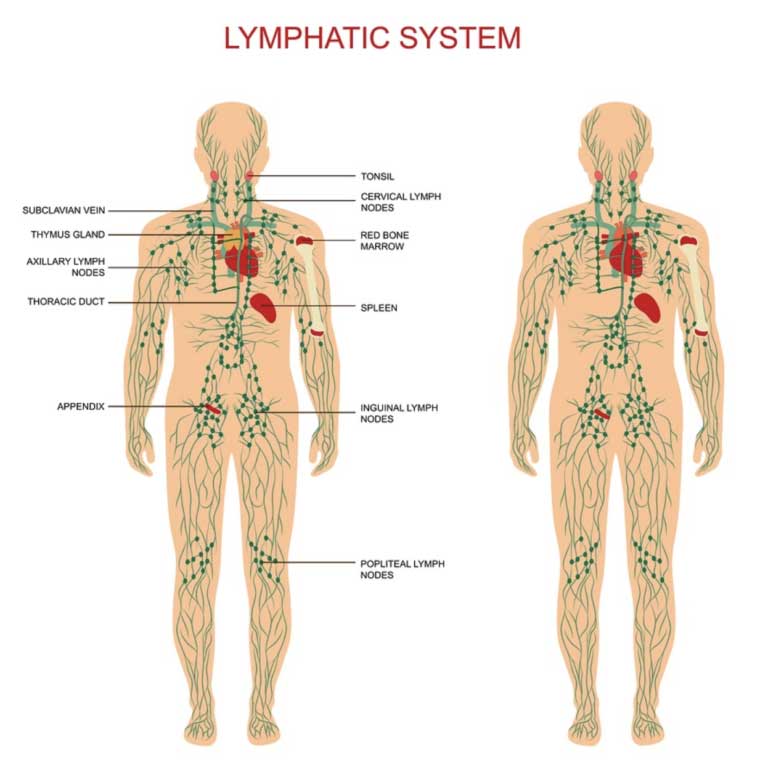 Understanding Lymphatic System | Oriental Remedies
